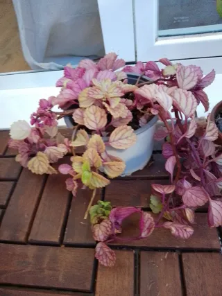 Plantas variadas para tu hogar