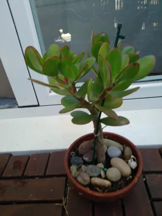 Plantas variadas para tu hogar