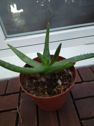 Plantas variadas para tu hogar