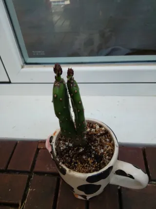 Plantas variadas para tu hogar