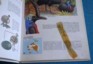 Libros Naturaleza amiga. Montena - Mondiberica