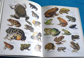 Libros Naturaleza amiga. Montena - Mondiberica