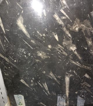 Mesa de orthoceras