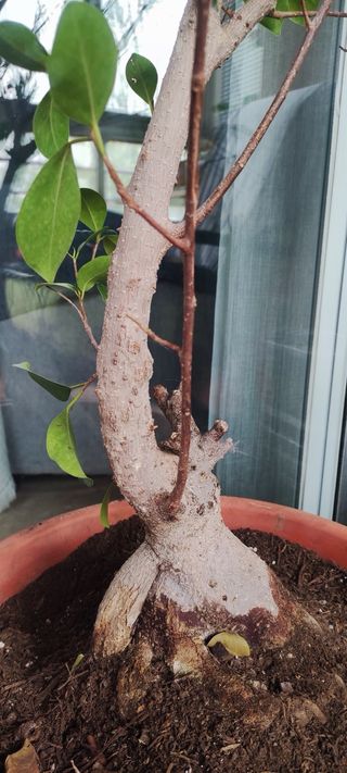 Bonsái Ficus Grande
