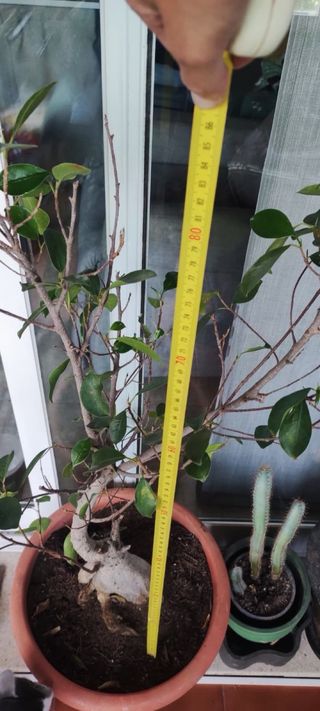 Bonsái Ficus Grande