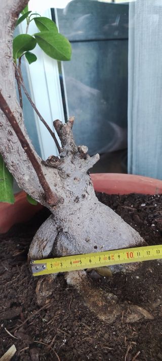 Bonsái Ficus Grande