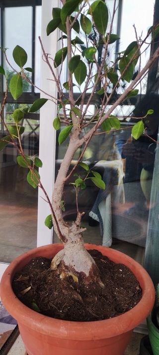 Bonsái Ficus Grande