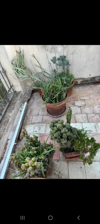 Plantas en maceta desde 10€