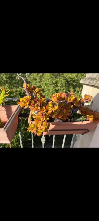Plantas en maceta desde 10€