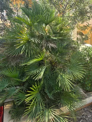 Plantas variadas para tu jardín