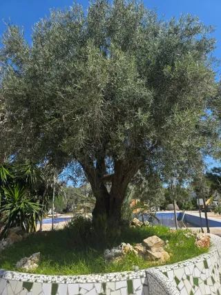 Plantas variadas para tu jardín