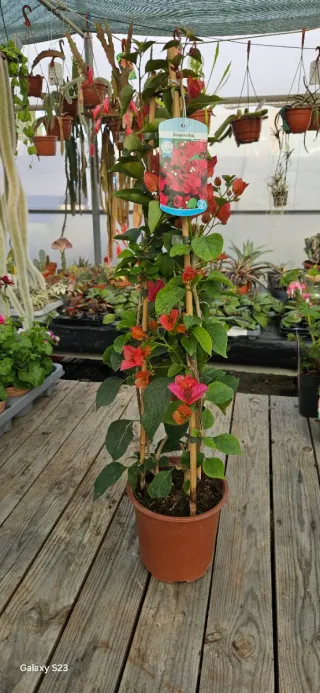 Bougainvillea vermelha