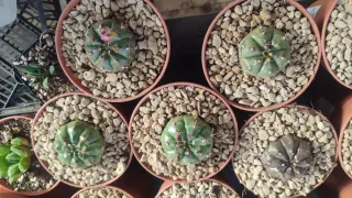 5 Gymnocalycium damsii