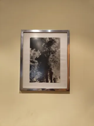 Cuadro de árbol enmarcado