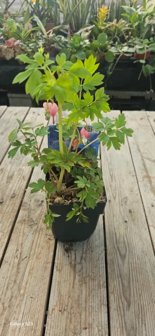 Corazón Sangrante Rosa