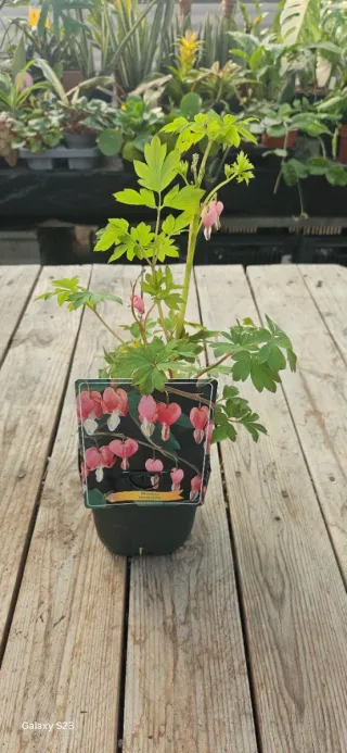 Corazón Sangrante Rosa