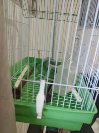 Jaula para pájaros con pie