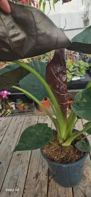 Alocasia wentii