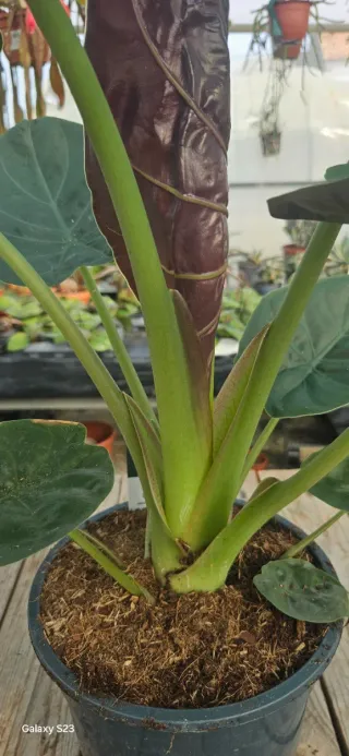 Alocasia wentii