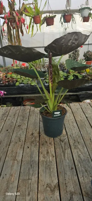 Alocasia wentii