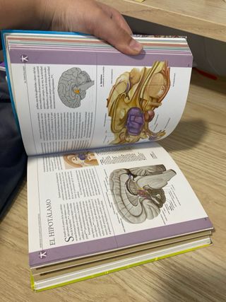 Anatomía