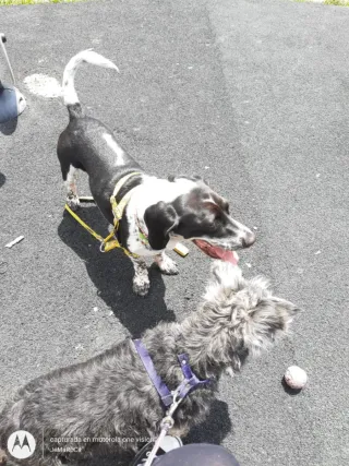 Paseo de perritos