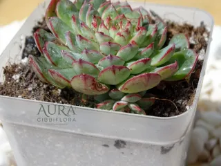 Mini Suculenta Sedeveria Minima Vaso 7