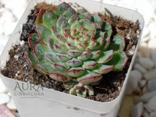Mini Suculenta Sedeveria Minima Vaso 7