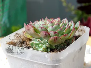 Mini Suculenta Sedeveria Minima Vaso 7