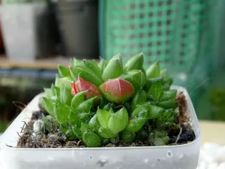 Mini Suculenta Haworthia Rossouwii Híbrida Vaso 7