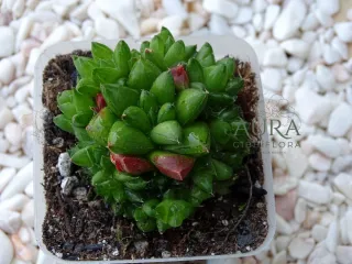 Mini Suculenta Haworthia Rossouwii Híbrida Vaso 7