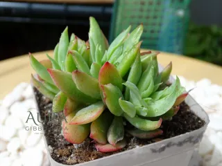 Echeveria Violet Luella Cristata Vaso 7