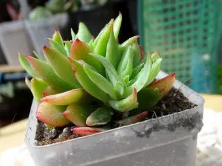 Echeveria Violet Luella Cristata Vaso 7