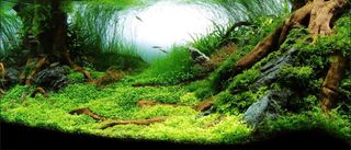 Análisis de agua para acuarios/ soluciones
