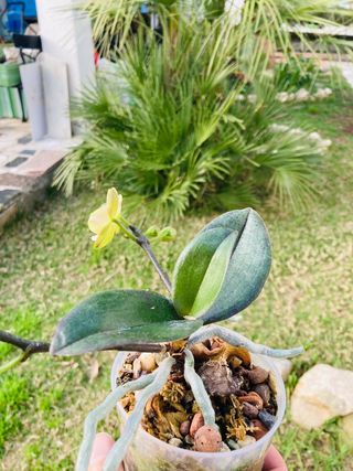Phalaenopsis Floreciendo