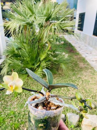 Phalaenopsis Floreciendo