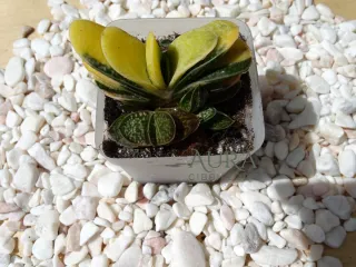 Gasteria Gracillis Variegata vaso 7