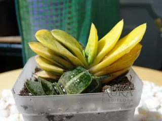 Gasteria Gracillis Variegata vaso 7