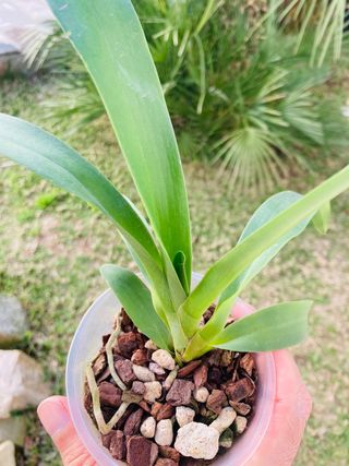Angraecum Veitchii