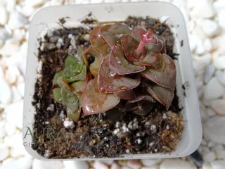 Suculenta Crassula Cremnophila vaso 7