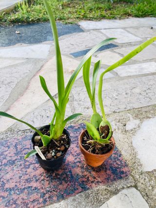 Oncidium Twinkle + Holm's