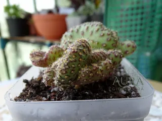 Suculenta Opuntia Cylindrica Cristata vaso 7