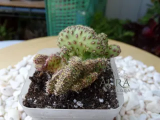 Suculenta Opuntia Cylindrica Cristata vaso 7