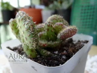 Suculenta Opuntia Cylindrica Cristata vaso 7