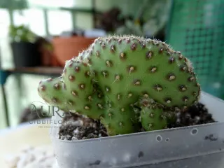 Suculenta Opuntia Cylindrica Cristata vaso 7