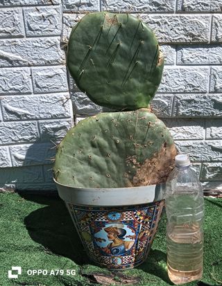 Fico d'India Opuntia Pala Tonda
