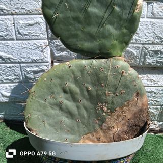 Fico d'India Opuntia Pala Tonda