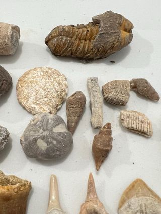 Auténticos Fósiles Naturales