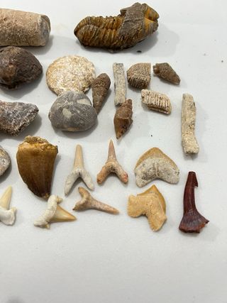 Auténticos Fósiles Naturales
