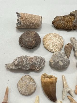 Auténticos Fósiles Naturales